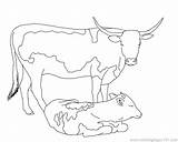 Calf Getcolorings sketch template