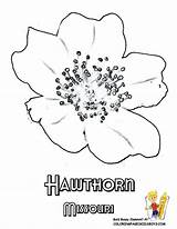Flower Coloring Hawthorn May Pages Birth Maine Missouri State Drawing Montana Flowers Flag Clipart Draw Tattoo Hawthorne Printables Getdrawings States sketch template