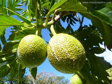 maui jungalow ulu hawaiian  breadfruit  tree  plenty