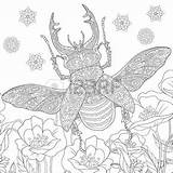Stag Beetle Coloring 79kb 450px sketch template
