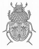 Colouring Meditation Relief Beetles Zentangle Zentangles Beetle Drawing sketch template