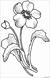 Poppy Pages Coloring Flower Papaveraceae Drawing Arctic Supercoloring Mohnblume Flowers Clipart Printable Cliparts Ausmalbild Line Color Poppies Ausmalbilder Quince Von sketch template