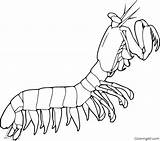Mantis Krill Automatically Invertebrates Coloringall sketch template