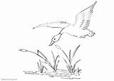 Pond Coloring Pages Duck Flying Over Printable Kids sketch template