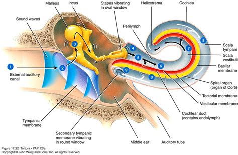 inspirierend bilder  ear structure  function  cochlea