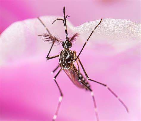 mosquito species     biologist