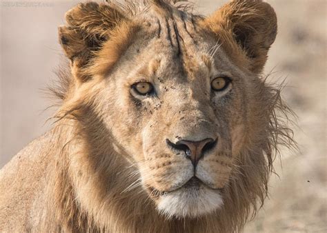 young male lion serengeti tanzania betty sederquist photography
