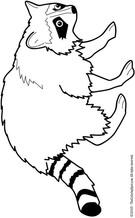 raccoon coloring page audio stories  kids  coloring pages