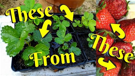 grow strawberries   store bought fruits seeds youtube