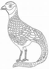 Pheasant Coloring Pages Print sketch template