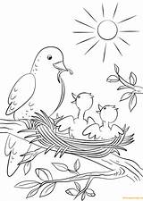 Coloring Bird Pages Feeding Mother Chicks Color Babies Printable Two Drawing Print Nature sketch template