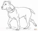 Pitbull Coloring Pages Print sketch template