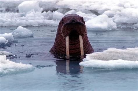 animals ice sea walruses wallpapers hd desktop  mobile backgrounds