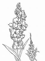 Gladiolus Coloring Pages Flower Flowers Recommended Color sketch template