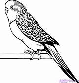 Budgie Parakeet Coloring Pages Budgerigar Clipart Drawing Line Drawings Budgies Bird Draw Google Colouring Printable Wellensittich Parakeets Print Search Parrot sketch template