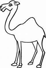 Dromedario Stilizzato Camel Cammelli sketch template