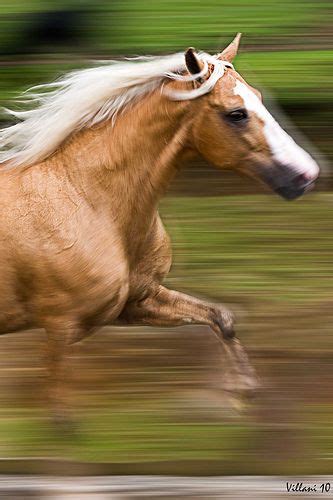 palomino  horses beautiful horses horse