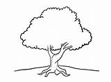 Arbol Encina Dibujalia árbol sketch template