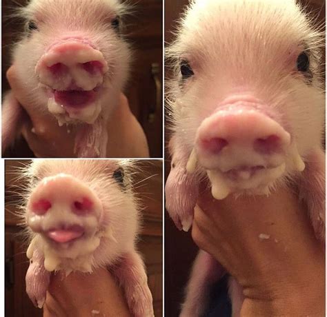 mini pig milk mustache petite piglets pig pig milk mini pigs