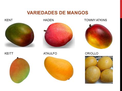 el potencial del pais en ser  gran exportador de mangos agricultura cibaena