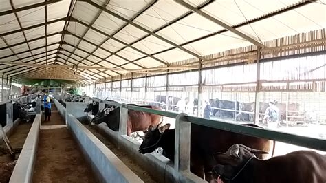 ternak sapi berawal menjualkan  total hewan ternak  ekor