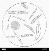 Desmids Diatoms Enlarged sketch template