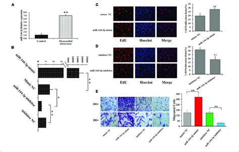 mir 144 3p promotes cell proliferation and migration in human cardiac