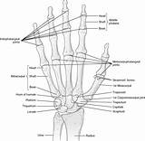 Wrist Motion Carpometacarpal Interphalangeal Joints Bony sketch template
