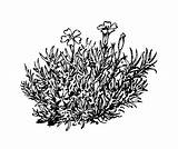 Moss Coloring Silene Pages Randy Template Sketch Acaulis Plants Alpine sketch template