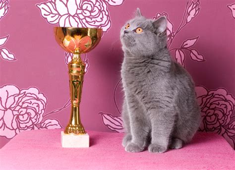 cat    takes  win   show media animal tv