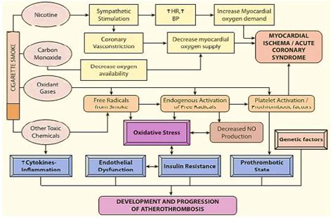 pathophysiological effects of smoking on cardiovascular