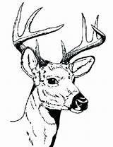 Coloring Deer Face Pages Getcolorings sketch template