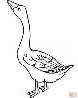 Coloring Goose Pages Bird sketch template
