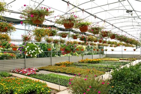 greenhouse plants growing guide designing idea