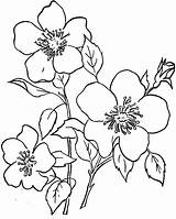 Aesthetic Flower Mewarnai Bunga Coloring Ec0 sketch template