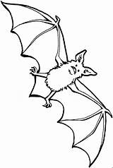 Fledermaus Malvorlage Ausmalbild sketch template