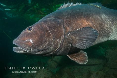 Giant Black Sea Bass Catalina Island Stereolepis Gigas Photo California