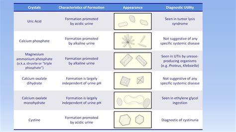 interpretation   urinalysis part  microscopy  summary