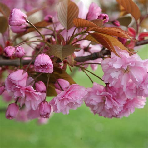 prunus kanzan japanese flowering cherry ornamental garden tree