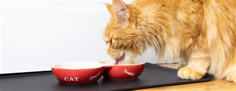 cat eating  red bowl