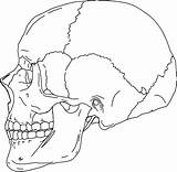 Skull Anatomy Coloring Blank Bones Human Drawing Pages Skeleton Line Diagram Axial Labels Side Label Sheet Simple Rocks Printable Anatomical sketch template