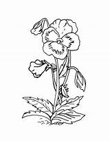 Pansy Drawing Line Getdrawings sketch template