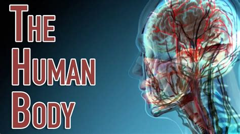 internal anatomy  human body