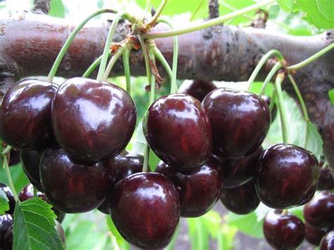 health benefits  dark cherries iytmedcom