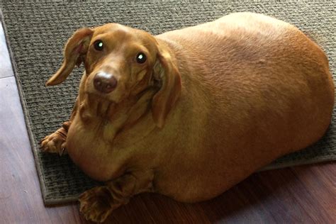 super fat dachshund lost  percent   body weight