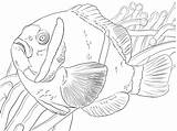 Colorare Disegni Barrier Reef Pesce Pagliaccio Anemonefish Corallina Barriera Poissons Clowns Pesci Disegnare sketch template