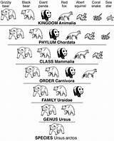 Kingdom Genus Phylum Species Order Class Family Coloring Science Inquiry Google Kids Life sketch template