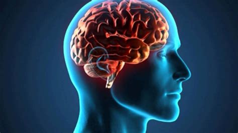 los cientificos revelan la evolucion de la forma moderna del cerebro humano universitam