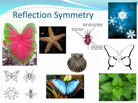symmetry  nature powerpoint    id