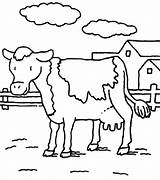 Cow Coloring Dairy Pages Uncle Netart Getcolorings sketch template